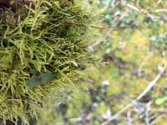 Haplocladium microphyllum