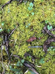 Haplocladium microphyllum