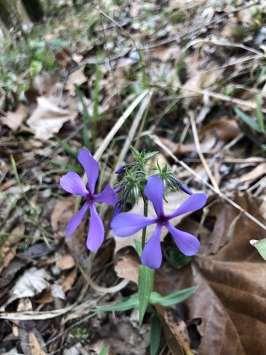 Phlox divaricata