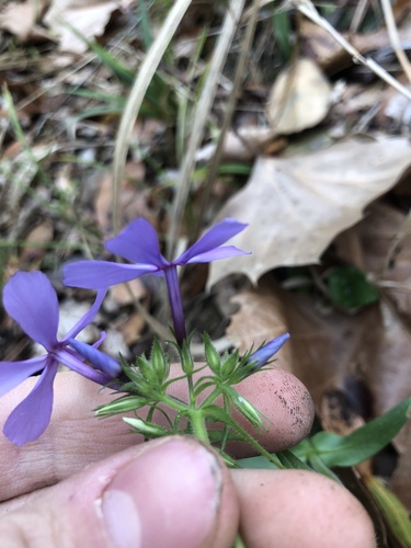 Phlox divaricata