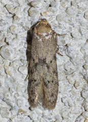 Holcocera chalcofrontella