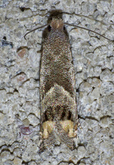 Epiblema luctuosissima