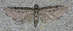 Eupithecia jejunata