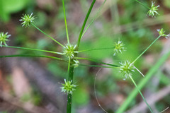 Juncus paludosus