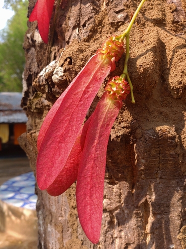 Dipterocarpus intricatus (Dipterocarpus intricatus)