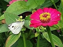 Pieris canidia