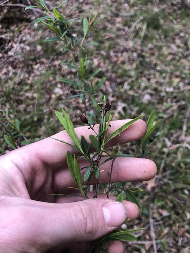 Hypericum frondosum, photograph 4