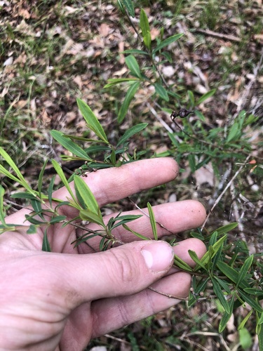 Hypericum frondosum, photograph 5