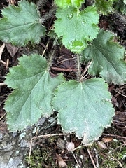 Heuchera micrantha diversifolia
