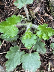 Heuchera micrantha diversifolia