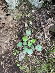 Heuchera micrantha diversifolia