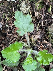 Heuchera micrantha diversifolia