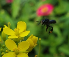 Tetragonilla collina