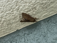 Litoprosopus futilis