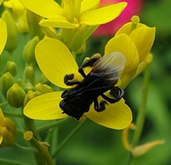 Tetragonilla collina