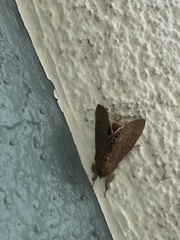 Litoprosopus futilis