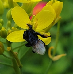 Tetragonilla collina