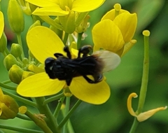Tetragonilla collina