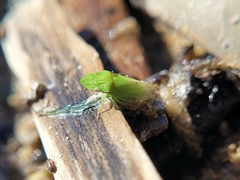 Xerophloea majesta