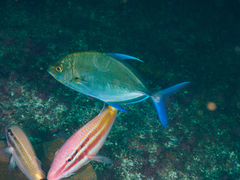 Ferdauia orthogrammus