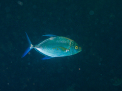 Ferdauia orthogrammus