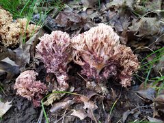 Ramaria coulterae