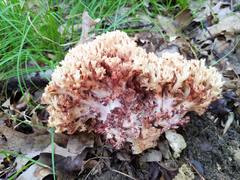 Ramaria coulterae