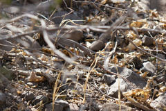 Aspidoscelis tigris rubidus