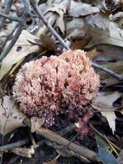 Ramaria coulterae