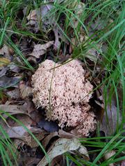 Ramaria coulterae