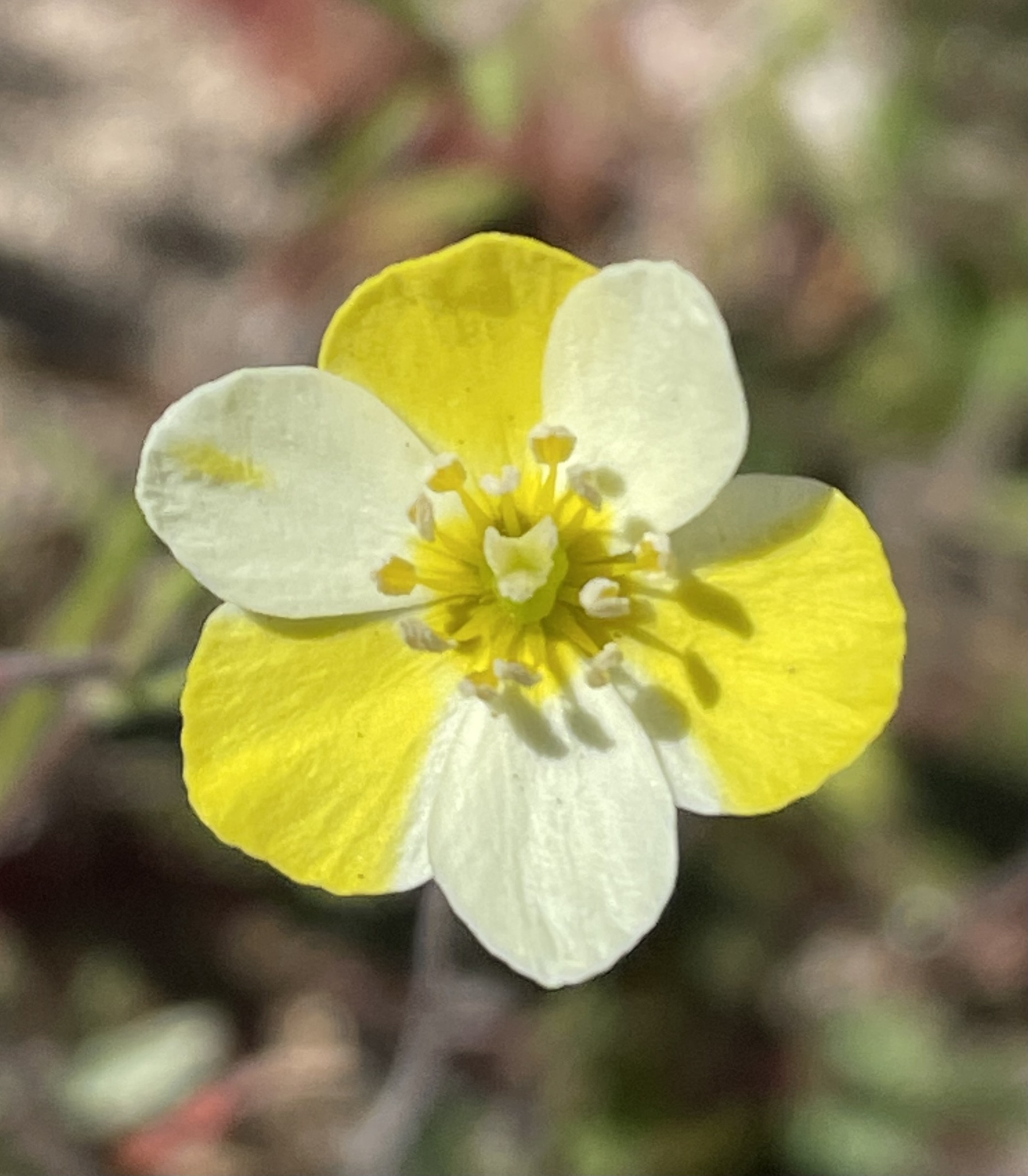 Hesperomecon linearis