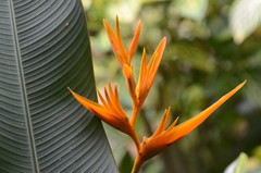 Heliconia psittacorum