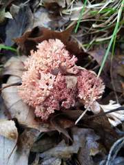 Ramaria coulterae