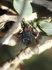 Calliphora livida