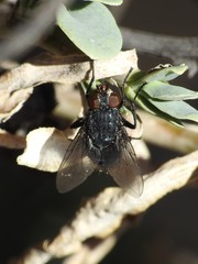 Calliphora livida
