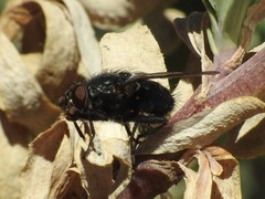 Calliphora livida