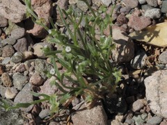 Pectocarya platycarpa