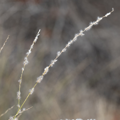 Digitaria brownii