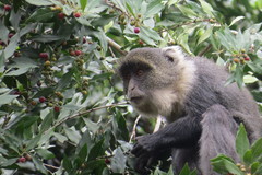 Cercopithecus mitis kolbi