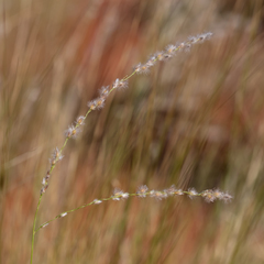 Digitaria brownii