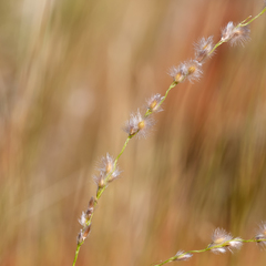 Digitaria brownii
