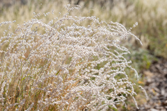Digitaria brownii
