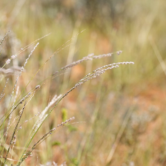 Digitaria brownii