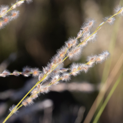 Digitaria brownii