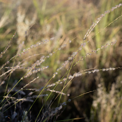 Digitaria brownii
