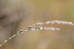 Digitaria brownii