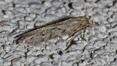 Holcocera chalcofrontella