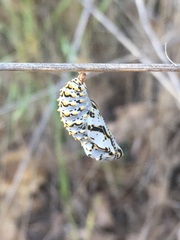 Euphydryas chalcedona