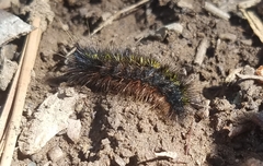 Lophocampa argentata