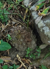 Dioscorea mexicana